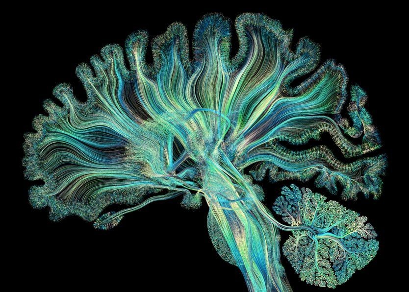 Very Cool Image of Brain